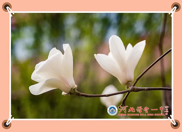 花白色到淡紫红色,大型,芳香,花冠杯状,花先叶开放.
